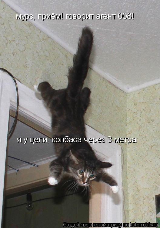 Котоматрица: мурз, приём! говорит агент 008! я у цели, колбаса через 3 метра