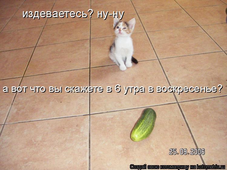 Котоматрица: издеваетесь? ну-ну а вот что вы скажете в 6 утра в воскресенье?