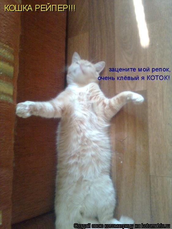 Котоматрица: КОШКА РЕЙПЕР!!! зацените мой репок, очень клёвый я КОТОК!