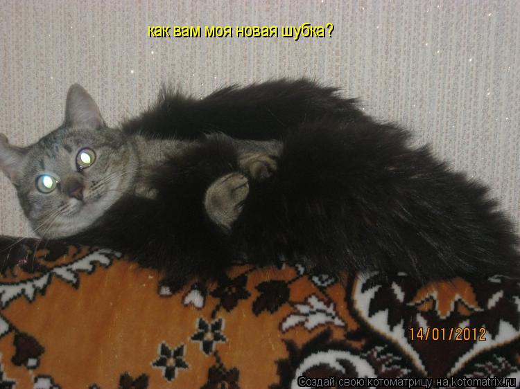 Котоматрица: как вам моя новая шубка?