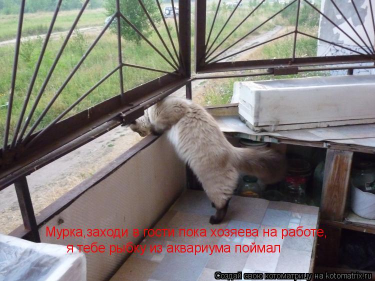 Котоматрица: Мурка,заходи в гости пока хозяева на работе,  я тебе рыбку из аквариума поймал
