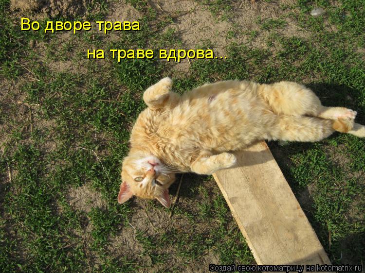 Котоматрица: Во дворе трава на траве вдрова...
