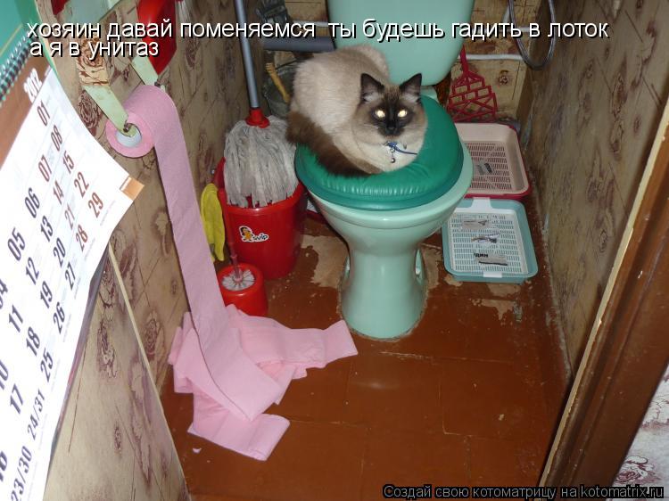 Котоматрица: хозяин давай поменяемся  ты будешь гадить в лоток а я в унитаз