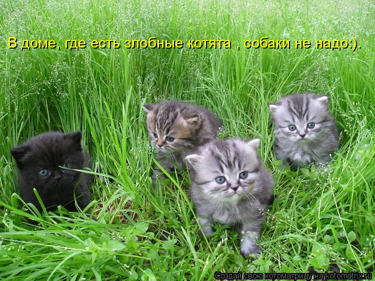 Котоматрица: В доме, где есть злобные котята , собаки не надо:).