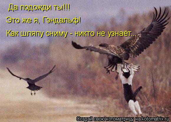 Котоматрица: Как шляпу сниму - никто не узнаёт...  Да подожди ты!!! Это же я, Гэндальф!