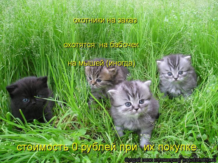 Котоматрица: охотники на заказ охотятся: на бабочек  на мышей (иногда) стоимость 0 рублей при  их покупке