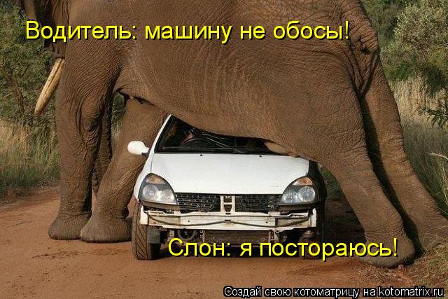 Котоматрица: Водитель: машину не обосы! Слон: я постораюсь!