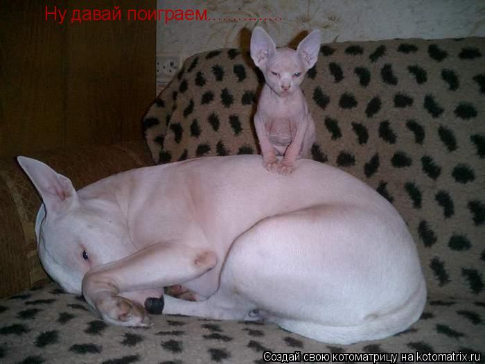 Котоматрица: Ну давай поиграем...............