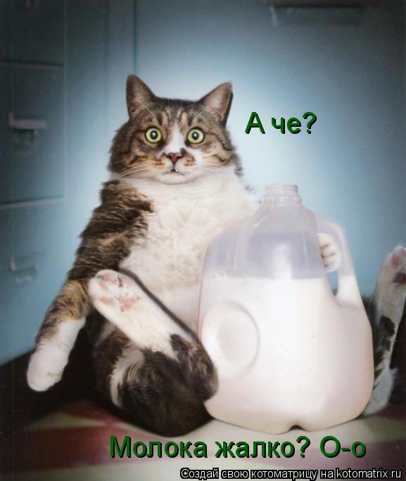Котоматрица: А че?  Молока жалко? О-о