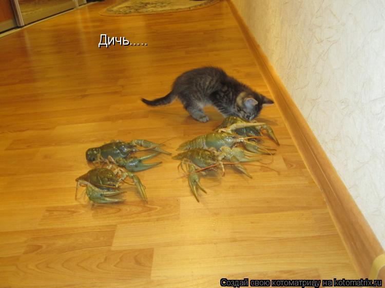 Котоматрица: Дичь.....