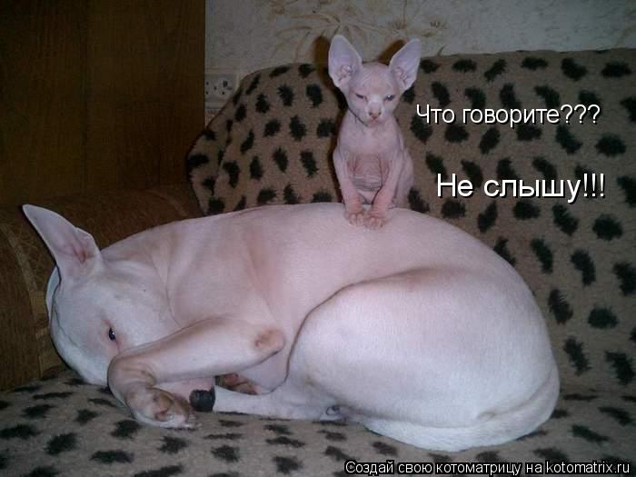 Котоматрица: Что говорите???  Не слышу!!!