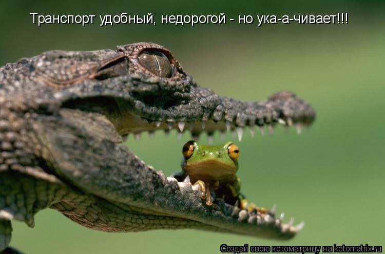 Котоматрица: Транспорт удобный, недорогой - но ука-а-чивает!!!