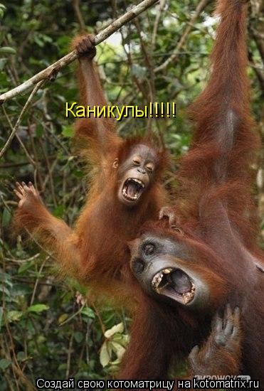 Котоматрица: Каникулы!!!!! Каникулы!!!!!