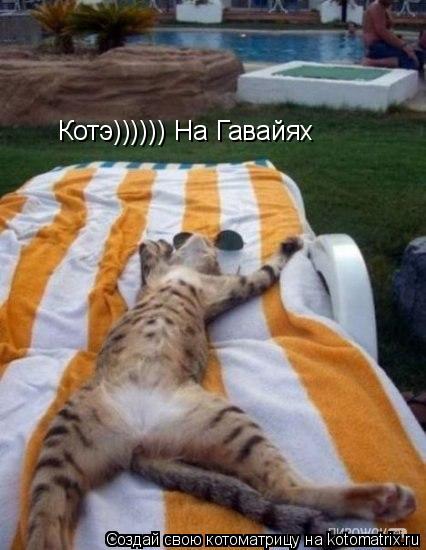 Котоматрица: Котэ)))))) На Гавайях