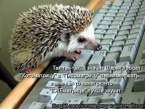 Котоматрица: Так-так-так.... значит Шарик просил  "Котоматрицу" в "Песоматрицу" переименовать... а мне как-то кажется, что "ЕЖЕматрица" лучше звучит...