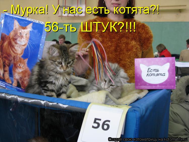 Котоматрица: - Мурка! У нас есть котята?! 56-ть ШТУК?!!!