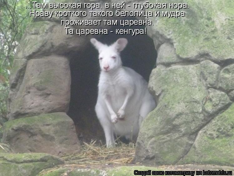 Котоматрица: ...Там высокая гора, в ней - глубокая нора. Нраву кроткого такого белолица и мудра проживает там царевна. Та царевна - кенгура!
