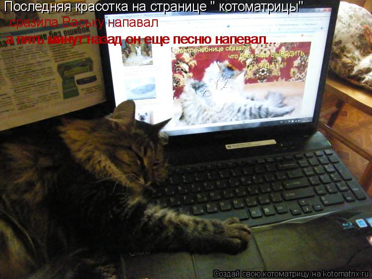 Котоматрица: Последняя красотка на странице " котоматрицы" сразила Ваську напавал а пять минут назад он еще песню напевал... а пять минут назад он еще пес