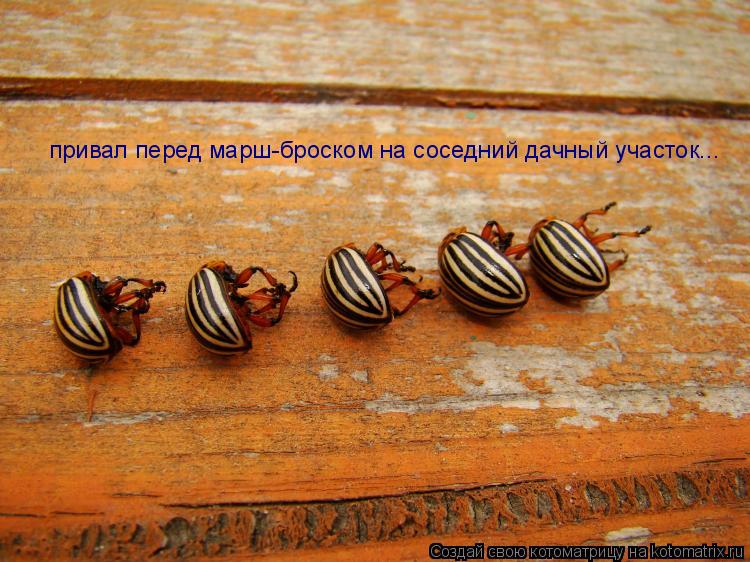 Котоматрица: привал перед марш-броском на соседний дачный участок...