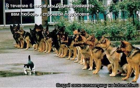 Котоматрица: В течение 6 часов мы будем прививать вам любовь к строевой подготовке.