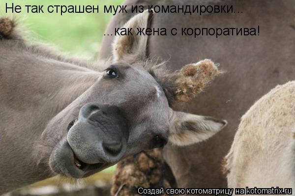 Котоматрица: Не так страшен муж из командировки... ...как жена с корпоратива!