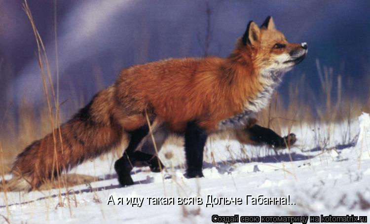 Котоматрица: А я иду такая вся в Дольче Габанна!..