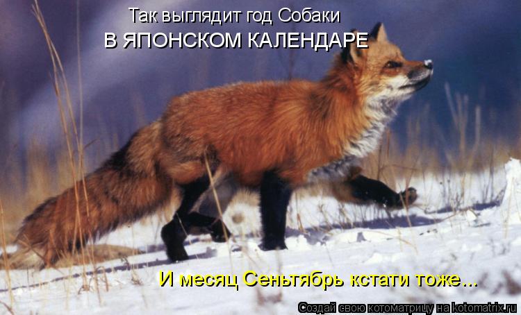 Так выглядит год Собаки В ЯПОНСКОМ КАЛЕНДАРЕ И месяц Сеньтябрь кстати тоже...... Котоматрица: Так выглядит год Собаки В ЯПОНСКОМ КАЛЕНДАРЕ И месяц Сеньтябрь кстати тоже...