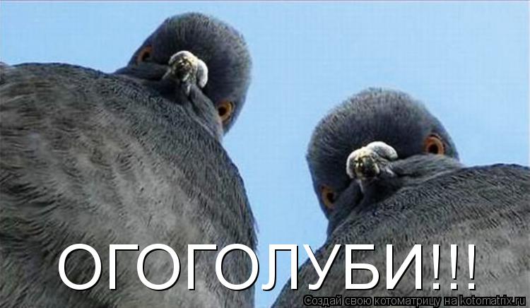 Котоматрица: ОГОГОЛУБИ!!!