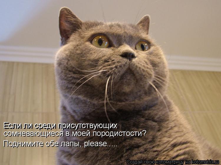 Котоматрица: Если ли среди присутствующих Если ли среди присутствующих сомневающиеся в моей породистости? Поднимите обе лапы, please.....