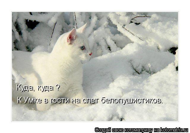 К Умке в гости на слет белопушистиков. Куда, куда ?... Котоматрица: К Умке в гости на слет белопушистиков. Куда, куда ?