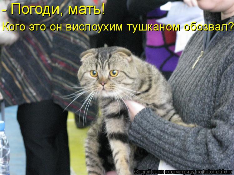 Котоматрица: - Погоди, мать! Кого это он вислоухим тушканом обозвал?!