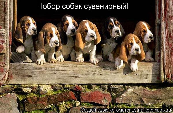 Котоматрица: Нобор собак сувенирный!