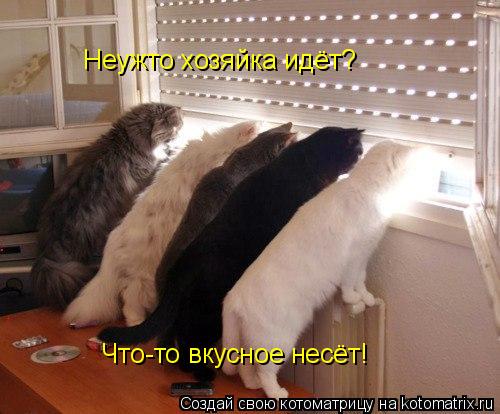 Котоматрица: Неужто хозяйка идёт? Что-то вкусное несёт!