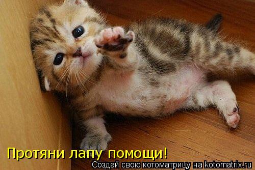 Котоматрица: Протяни лапу помощи!
