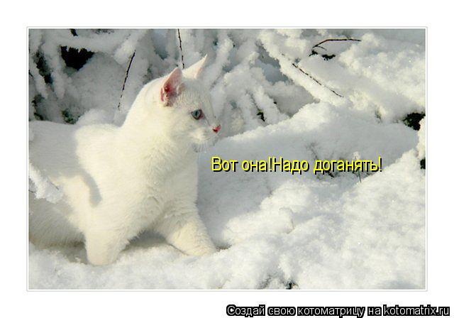 Котоматрица: Вот она!Надо доганять!