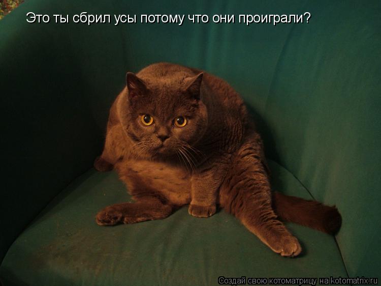 Котоматрица: Это ты сбрил усы потому что они проиграли?