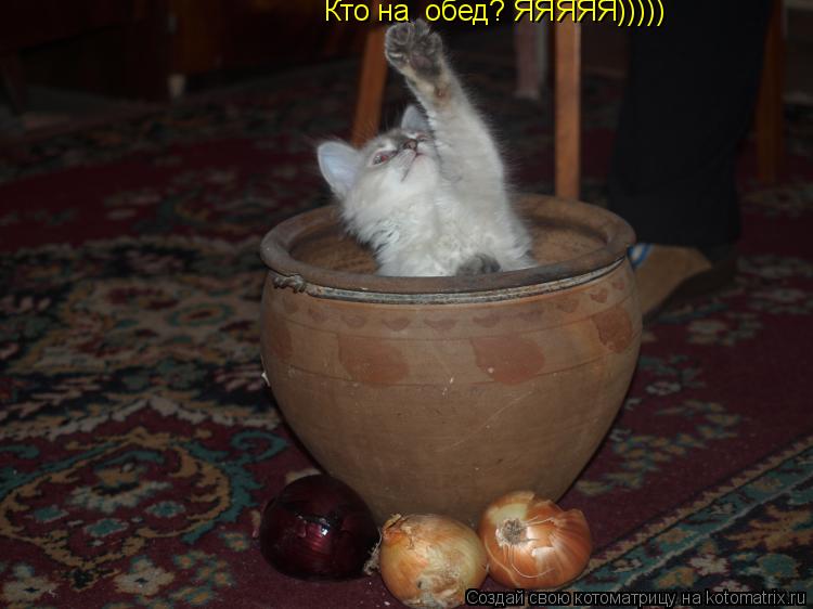 Котоматрица: Кто на  обед? ЯЯЯЯЯ)))))
