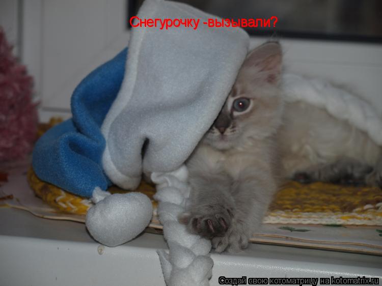 Котоматрица: Снегурочку -вызывали? Снегурочку -вызывали?