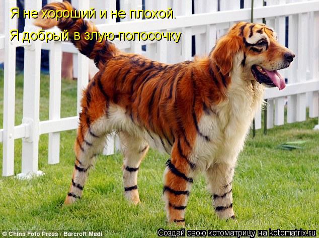 Котоматрица: Я не хороший и не плохой. Я добрый в злую полосочку
