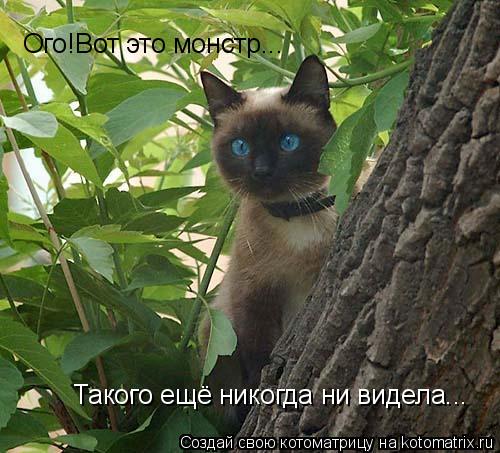 Котоматрица: Ого!Вот это монстр... Такого ещё никогда ни видела...