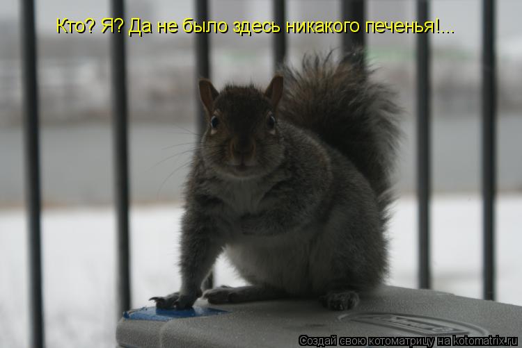 Котоматрица: Кто? Я? Да не было здесь никакого печенья!...