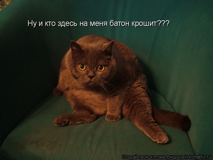 Котоматрица: Ну и кто здесь на меня батон крошит???