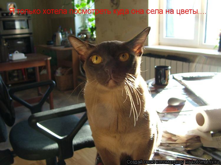 Котоматрица: Я только хотела посмотреть куда она села на цветы....