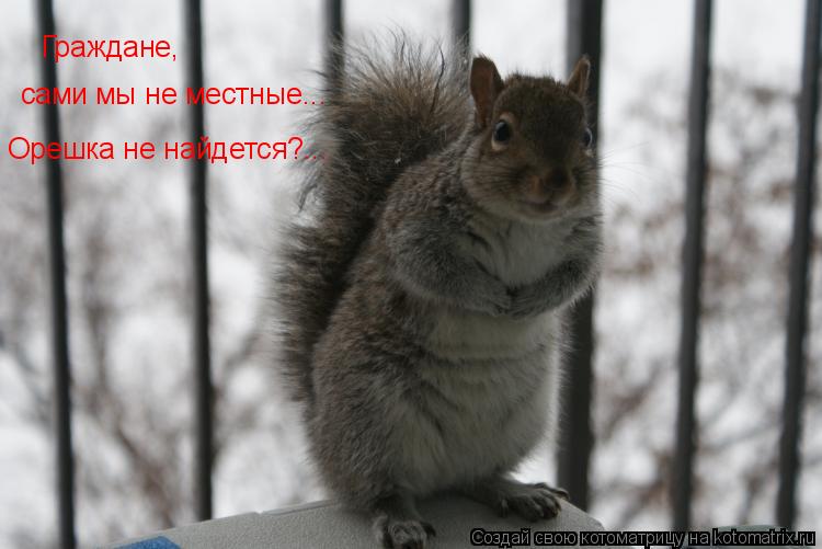Котоматрица: Граждане, сами мы не местные... Орешка не найдется?...