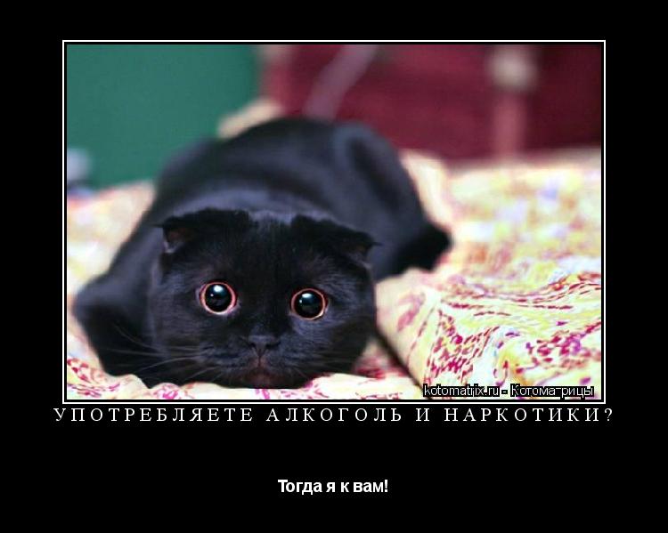 Котоматрица: Употребляете алкоголь и наркотики? Тогда я к вам!