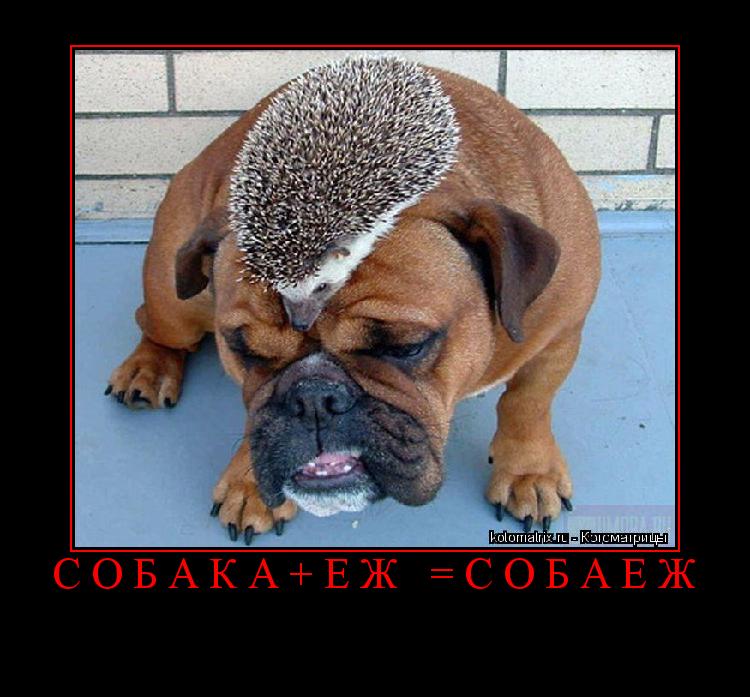 Собака+Еж =Собаеж ... Котоматрица: Собака+Еж =Собаеж
