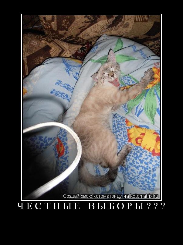Котоматрица: честные выборы??? 