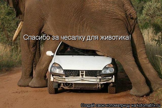 Котоматрица: Спасибо за чесалку для животика!