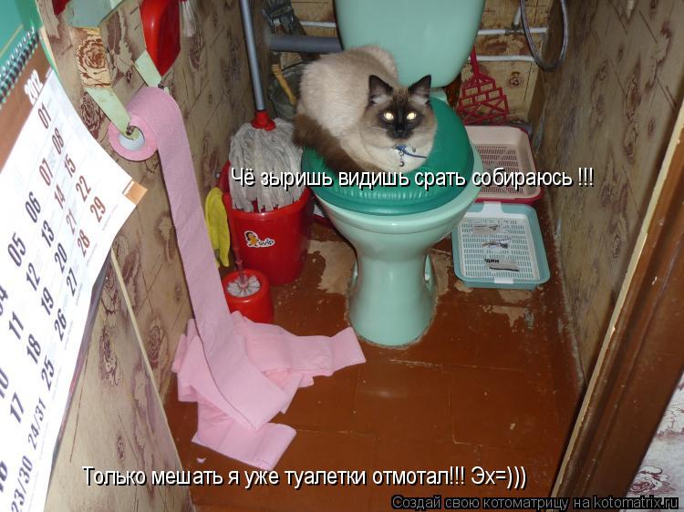 Котоматрица: Чё зыришь видишь срать собираюсь !!!  Только мешать я уже туалетки отмотал!!! Эх=)))