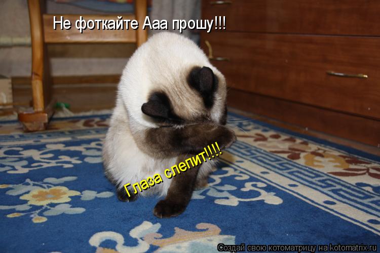 Котоматрица: Не фоткайте Ааа прошу!!! Глаза слепит!!!!